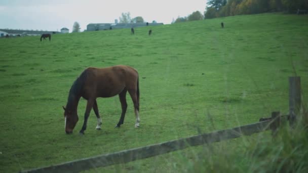 Pferd Frisst Gras Auf Der Grünen Wiese — Stockvideo