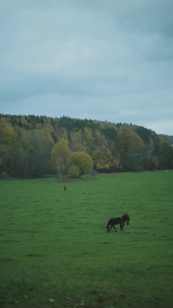 Grasende Pferde Auf Der Grünen Wiese Und Dahinter Gelbe Bäume — Stockvideo