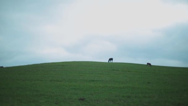 Minimalistik Melihat Pada Penggembalaan Kuda Bukit Dengan Langit Mendung Belakang — Stok Video