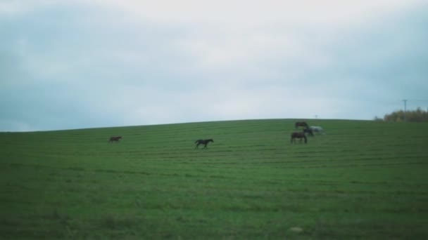 Galoppierendes Fohlen Auf Dem Grünen Hügel Seitenblick — Stockvideo