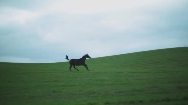 Potro Galopando Colina Correndo Grupo Cavalos — Vídeo de Stock