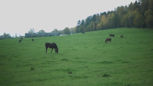 Pferde Auf Der Weide Fressen Gras — Stockvideo