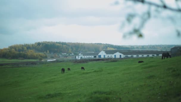 Weidende Pferde Auf Der Grünen Wiese Mit Wirtschaftsgebäuden Dahinter — Stockvideo