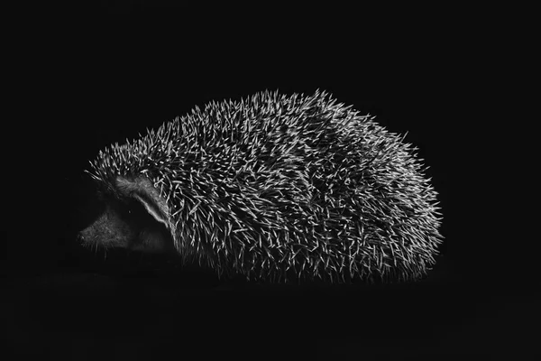 Igel — Stockfoto