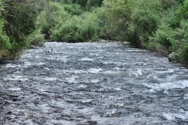 Fiume selvaggio con alberi sulla riva — Foto Stock