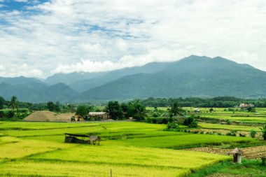 Tayland 'ın kuzeyindeki Nan' da güzel pirinç tarlası manzarası..