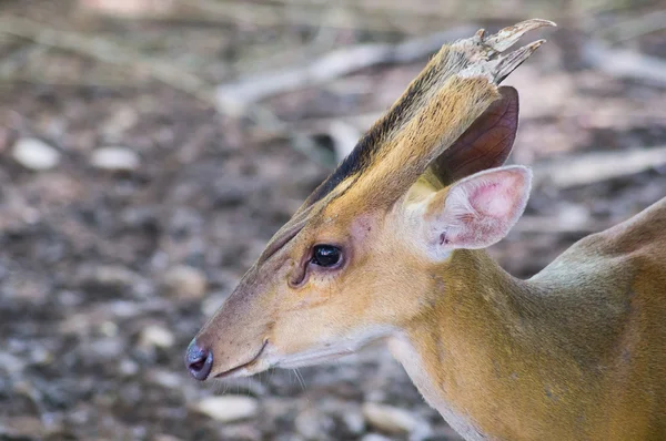 Cute fallow deer at the zoo — Stock Photo, Image