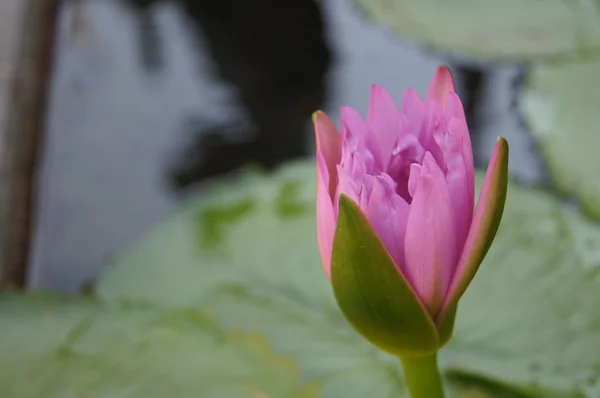 Bellissimo fiore di loto rosa — Foto Stock