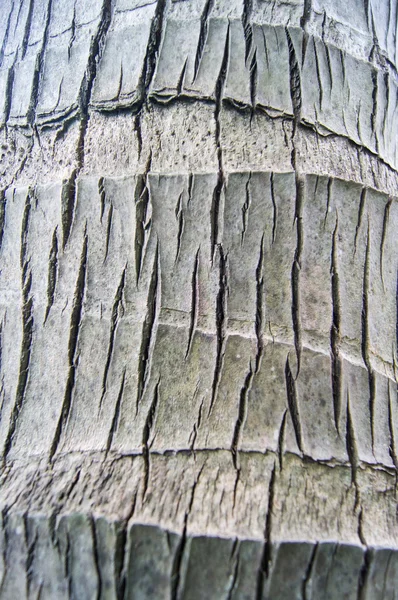 Trä Bark från kokosnöt träd — Stockfoto