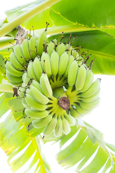 Banana tree with green fruits Stock Picture