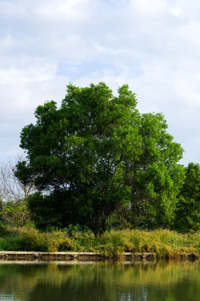 Big Tamarind Tree