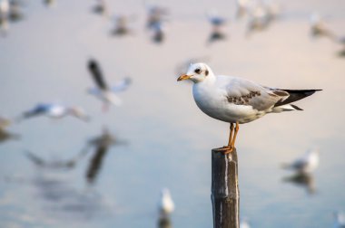 Martı kuşu ayakta ahşap kutup