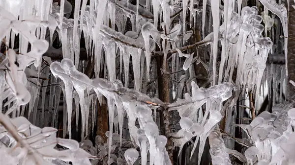 겨울에는 얼음으로 덮여 있는 나뭇가지. — 스톡 사진