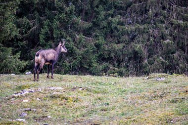 İsviçre, Jura 'ya bakan bir güveç. Rupicapra rupicapra doğal ortamda. Doğada güzellik.