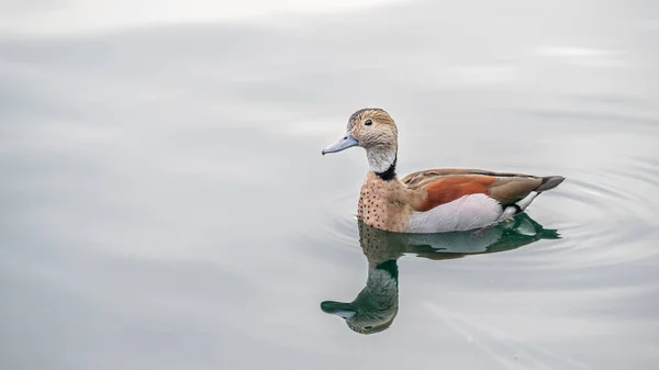 Ente Wasser Eine Süße Schöne Ente Die Wasser Des Genfer — Stockfoto