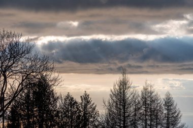 İsviçre 'de göl ve ağaçların üzerinde gün batımı manzarası.