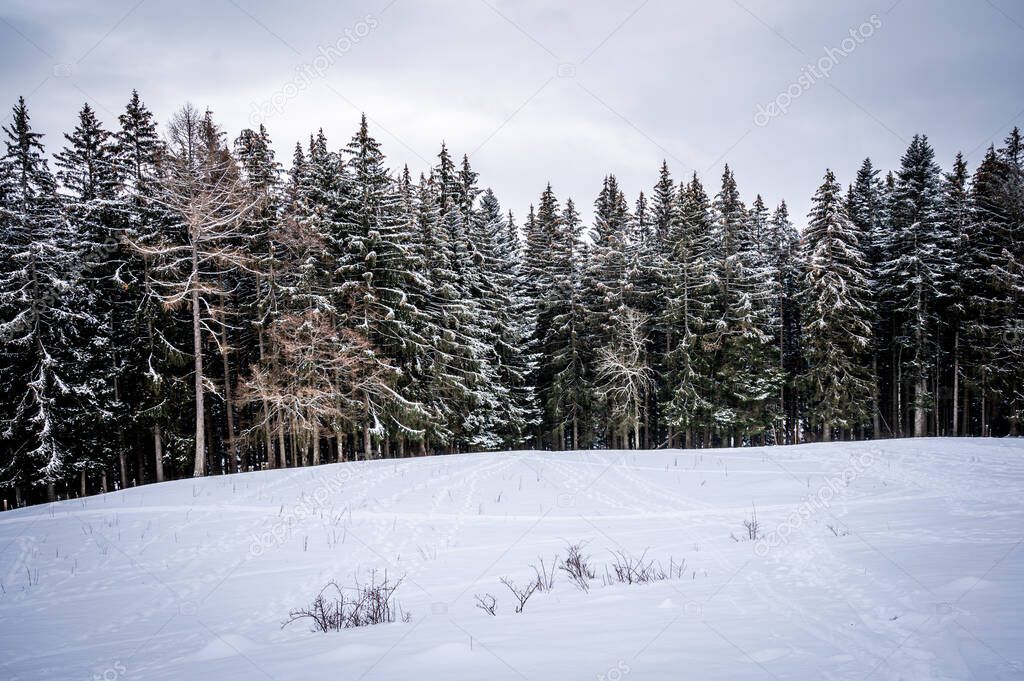 Winter forest in the snow. Tranquil scene. Les Pleiades, Switzerland.