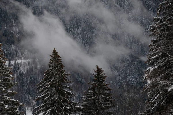 Sosna Pokryta Śniegiem Spokojna Scena Zimą Les Pleiades Szwajcaria Piękno — Zdjęcie stockowe