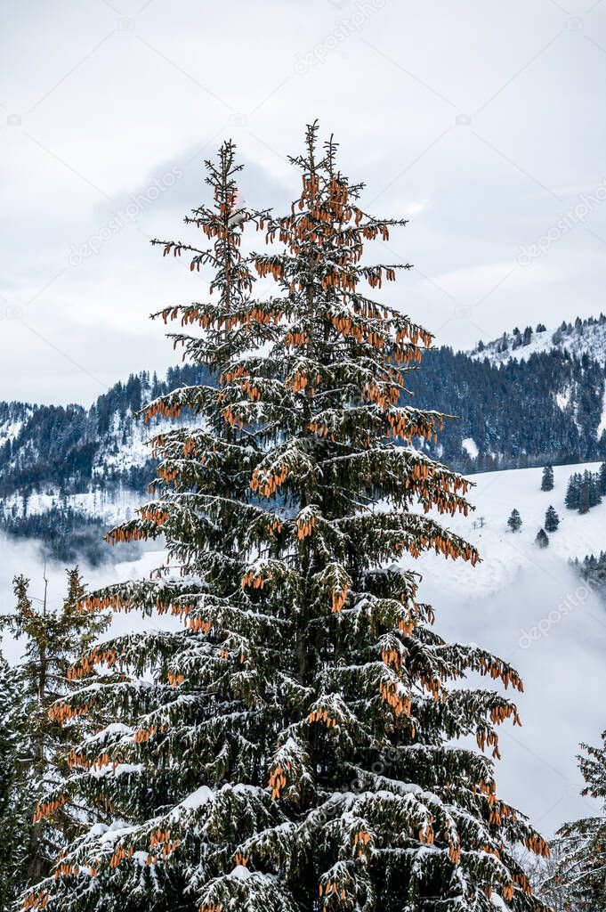 Pine tree in snow. Winter landscape of tranquil scene. Les Pleiades, Switzerland. Beauty in nature.