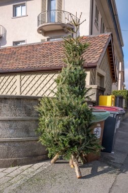 Lozan, Vaud, İsviçre - 07.01.2021: Tatilden sonra çöp tenekesinin yanındaki kaldırımda terk edilmiş Noel ağaçları. Ekoloji ve atık kavramı.