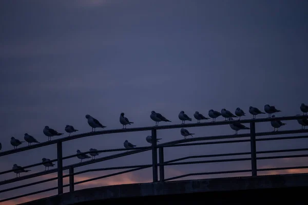 Ptáci Mostě Při Západu Slunce Racek Černohlavý Chroicocephalus Ridibundus Skupina — Stock fotografie