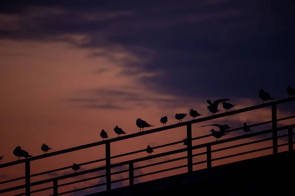 Oiseaux Sur Pont Coucher Soleil Mouette Tête Noire Chroicocephalus Ridibundus — Photo