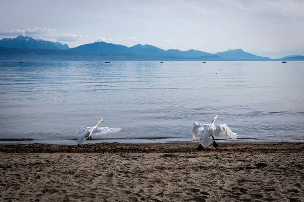 Dos Cisnes Mudos Corriendo Hacia Lago Con Fondo Nubes Montaña —  Fotos de Stock