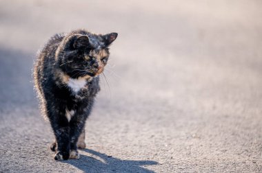 Sokaktaki kedi. Güneşli bir günde tek başına yürüyen bir tekir kedi. Lozan, İsviçre. Şirin ve sevimli..