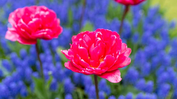 Red peony flowers in the garden. Backgrounds of hyacinth in spring. Amsterdam, Netherlands. Beauty in nature.