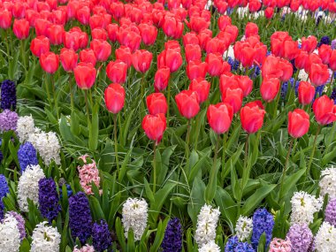 Bahçedeki laleler. Baharda renkli sümbülü kırmızı Hollanda laleleri. Amsterdam, Hollanda. Doğada güzellik.