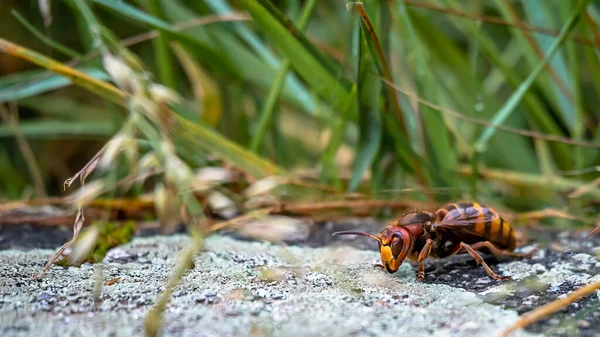 Frelon Géant Asiatique Une Vespa Mandarinia Dans Jardin Lausanne Suisse — Photo