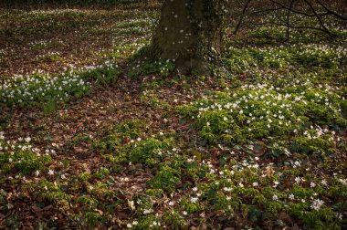 İlkbaharın başlarında ormanda kar damlaları. Çayırdaki yabani çiçekler. Doğada güzellik. Lozan, İsviçre. Arkaplan ve kopyalama alanı.