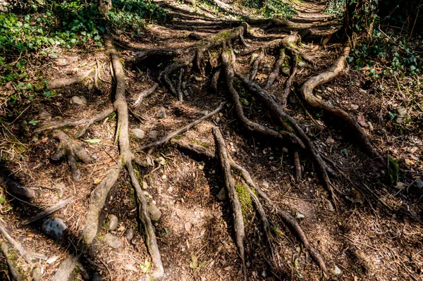 Large tree roots in forest. Switzerland. Beauty in nature.