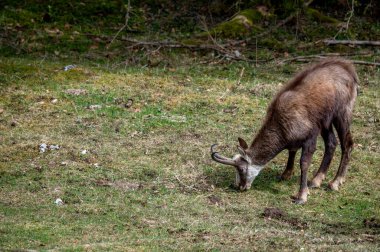 Bir güveci otları yiyor. Rupicapra rupicapra İsviçre 'de doğal ortamda. Doğada güzellik.