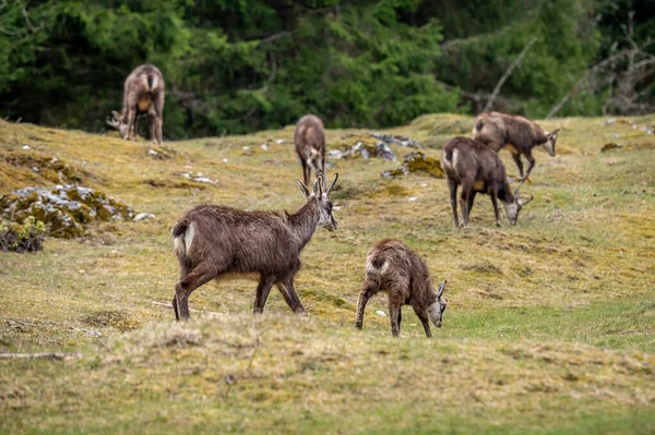 Grupa Kozic Potomstwa Rupicapra Rupicapra Środowisku Naturalnym Szwajcarii Piękno Natury — Zdjęcie stockowe