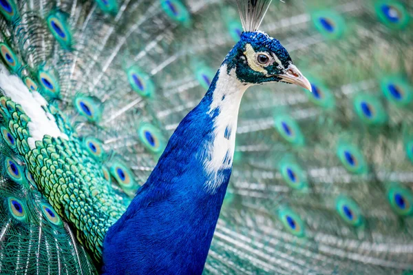 Portret Niebieskiego Pawia Zbliżenie Głowy Ogona Piękno Natury — Zdjęcie stockowe