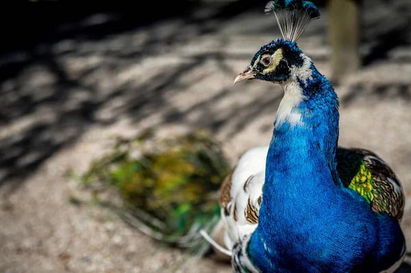 Portret Niebieskiego Pawia Męski Indyjski Paw Długim Ogonem Piękno Natury — Zdjęcie stockowe