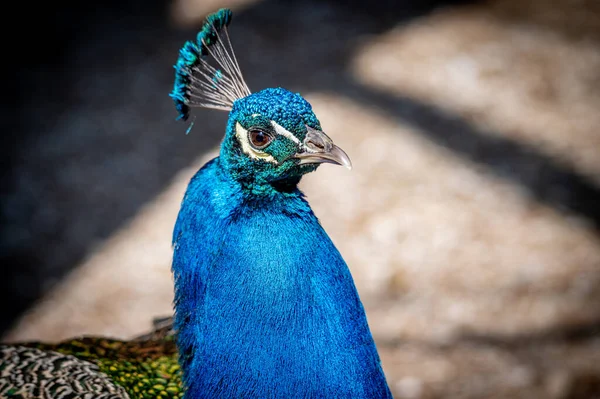 Mężczyzna Dorosły Indyjski Paw Portret Niebieskiego Pawia Zbliżenie Głowy Ogona — Zdjęcie stockowe