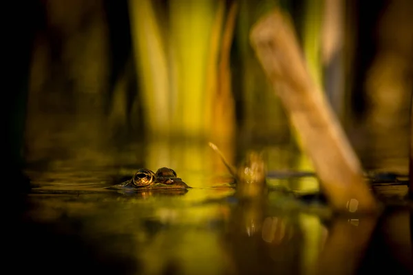 Una Rana Piscina Sta Nuotando Nell Acqua Pelophylax Lessonae Nella — Foto Stock