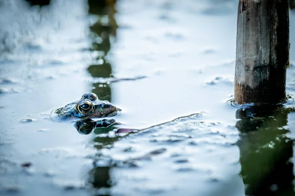 Jedna Żaba Pływa Wodzie Pelophylax Lessonae Obszarze Roślinności Europejska Żaba — Zdjęcie stockowe