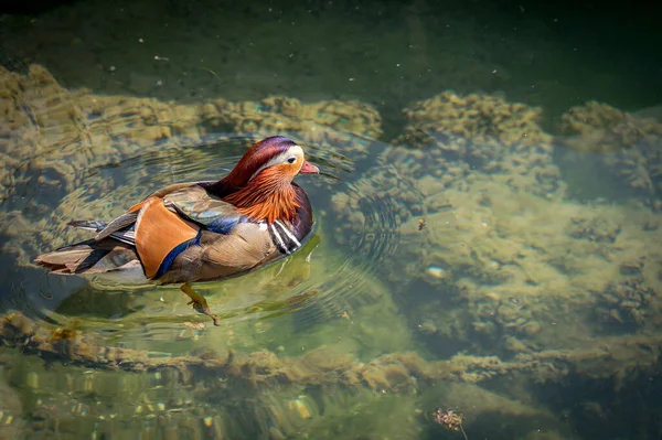 Pato Mandarim Adulto Nadando Lago Genebra Suíça Aix Galericulata Beleza — Fotografia de Stock