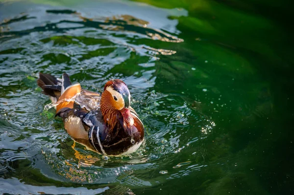 One adult male mandarin duck swimming in lake Geneva, Switzerland. Aix galericulata. Beauty in nature.