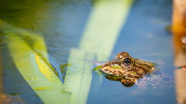 개구리는 지대에서 헤엄을 부레옥잠 — 스톡 사진