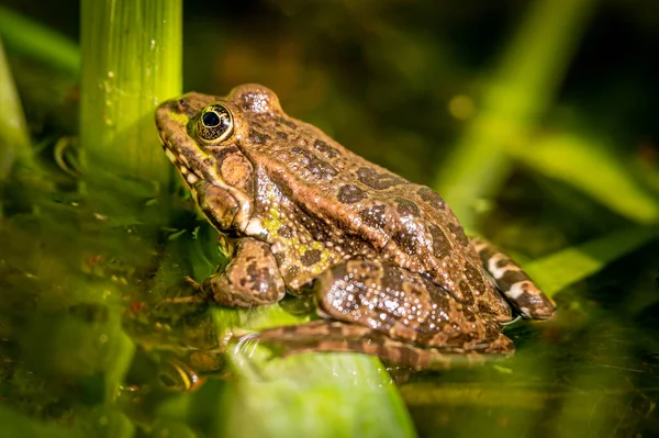 개구리 마리가 나뭇잎 있습니다 Pelophylax Lessonae 개구리입니다 자연계의 아름다움 — 스톡 사진