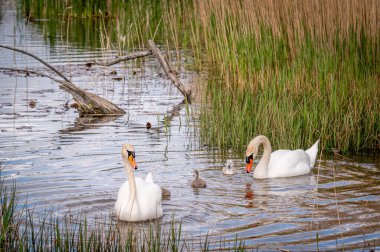 Mute swan bird family with cygnets swimming together. Family swan with babies in spring. Cygnus olor. Beauty in nature. clipart