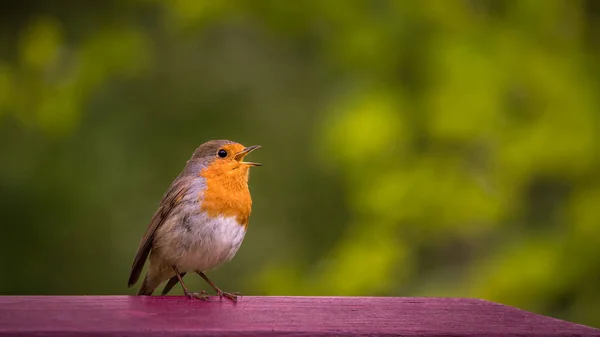 Европейская Малиновка Erithacus Rubecula Весной Швейцарии Одна Малиновка Поет Зеленом — стоковое фото