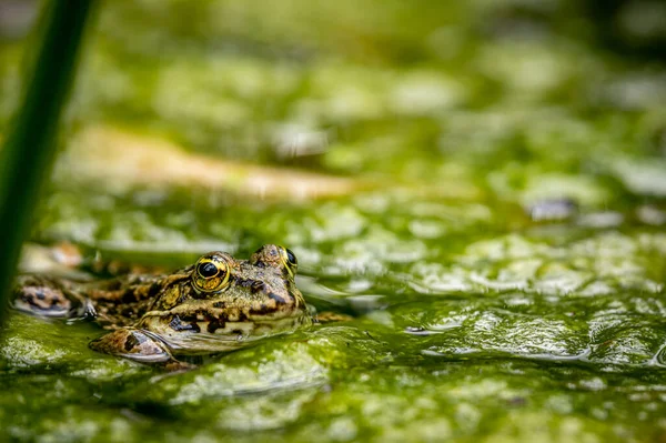 Одна Лягушка Бассейн Воде Естественной Среде Обитания Pelophylax Lessonae Европейская — стоковое фото