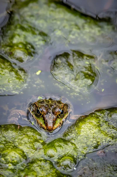 Jedna Żaba Wodzie Środowisku Naturalnym Lekcja Pelofilaksji Europejska Żaba Piękno — Zdjęcie stockowe