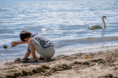 Child playing sands on the beach while swan swimming in water. One little Asian boy in casual clothing with cygnus olor in Switzerland. Mute swan. Happy childhood. clipart