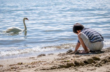Child playing sands on the beach while swan swimming in water. One little Asian boy in casual clothing with cygnus olor in Switzerland. Mute swan. Happy childhood.